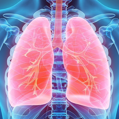 Gut-lung axis and the potential role of probiotics